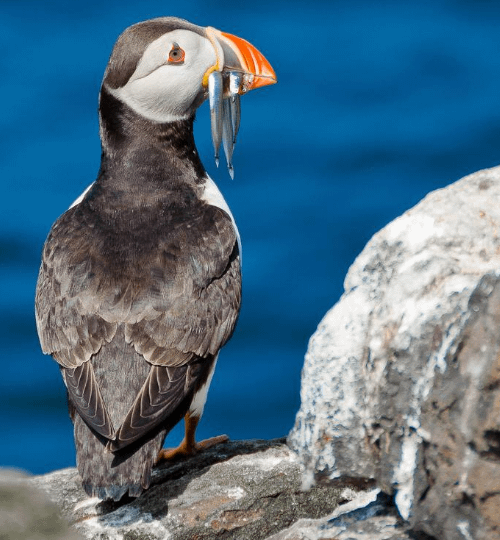 North East England Tourist Guides: puffins